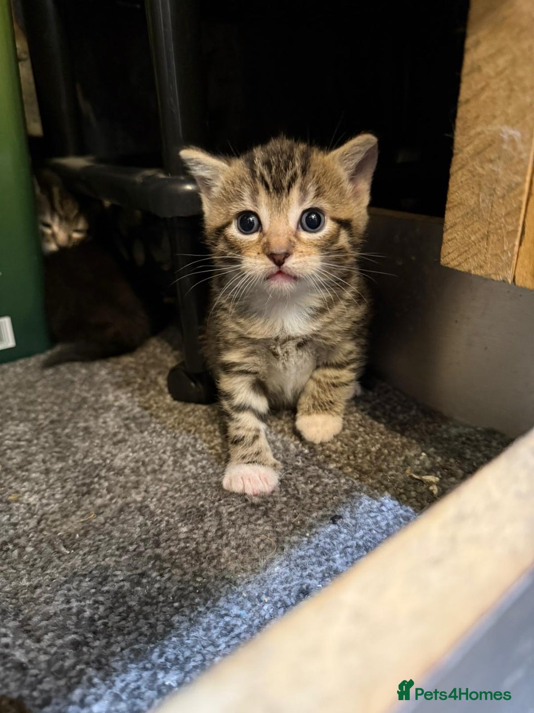 Mixed Breed cats for sale: Three Sweet Kittens Ready for a Loving Home - Image 5