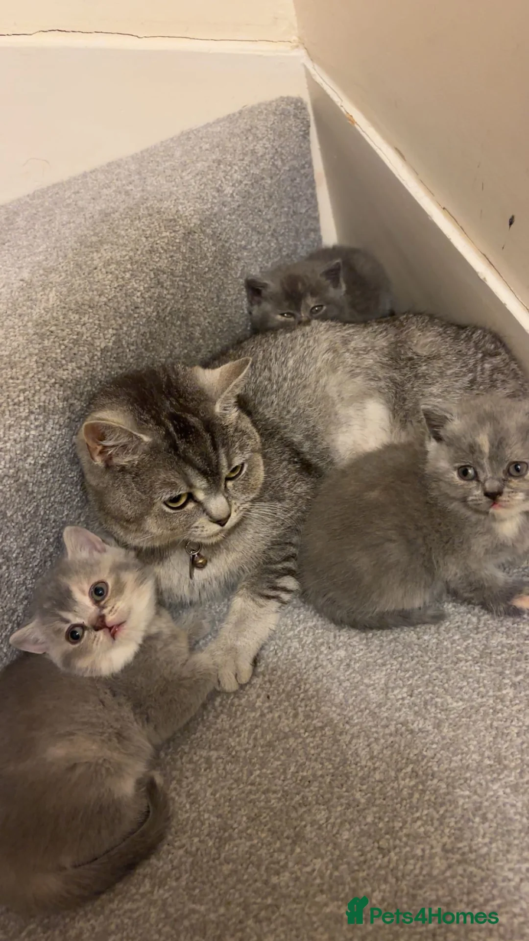 British Shorthair cats for sale: Lovely British shorthair kittens  in Boston - Advert 2