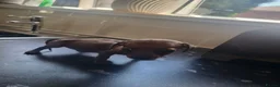 Miniature Dachshund dogs for sale: Absolutely gorgeous mini mini sausage dog  - Advert 9