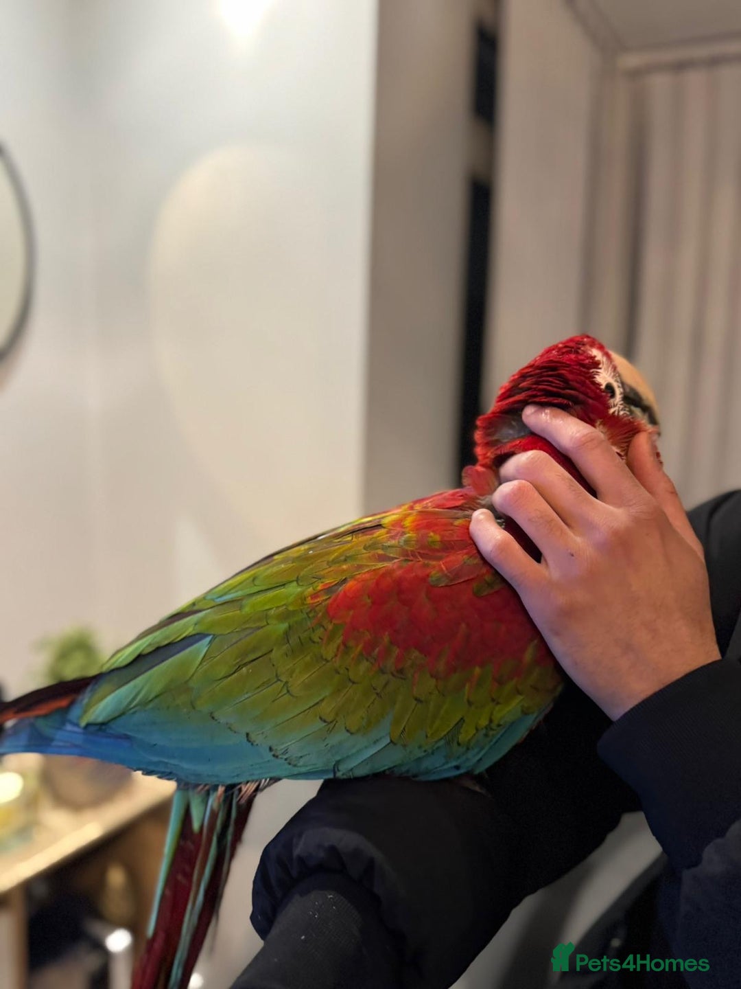 Budgerigars birds for sale: PLAYFUL BABY GREENWING MACAW - Image 6