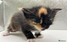 Maine Coon cats for sale: Main coon X  - Image 9