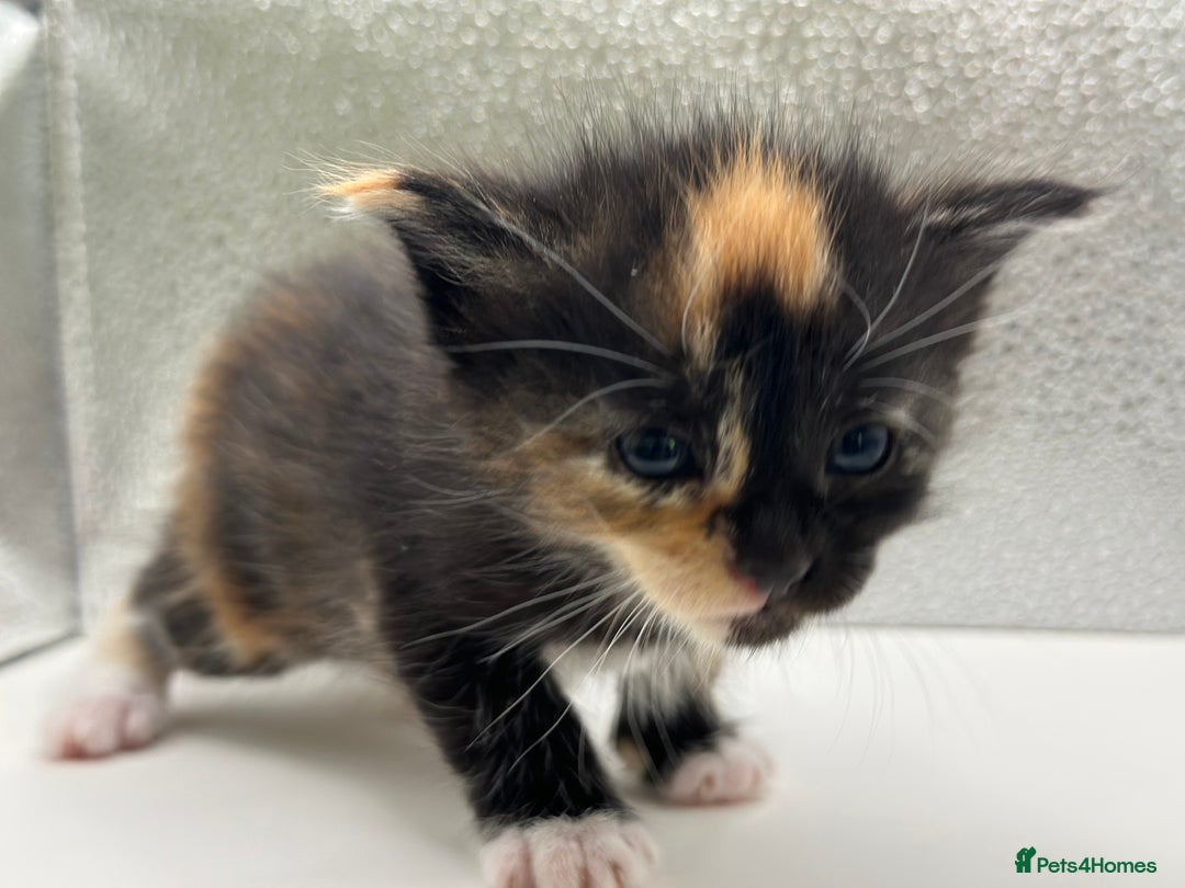 Maine Coon cats for sale: Main coon X  - Image 9