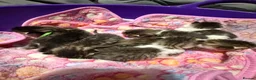 Mixed Breed cats for sale: Tabby kittens - Advert 14