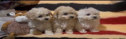 Poochon dogs for sale: Beautiful small  poochon girls ready now  - Advert 1