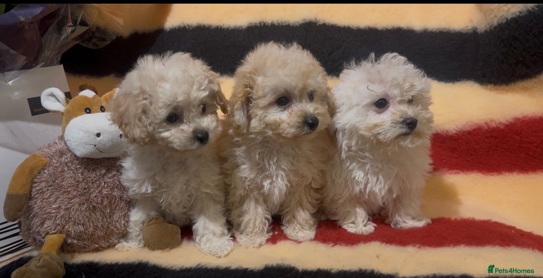 Poochon dogs for sale: Beautiful small  poochon girls ready now  - Advert 1