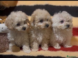 Poochon dogs Beautiful small poochon girls ready now - Advert 4
