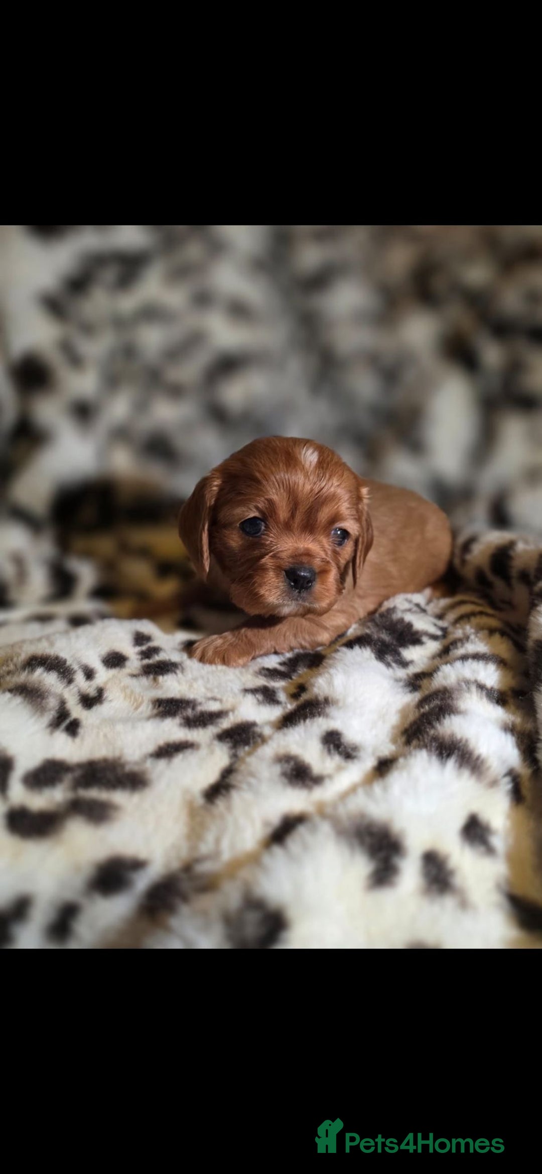 Cavalier King Charles Spaniel dogs for sale: 💫CKC STUNNING PUPPIES HEALTH TESTED 💫 - Advert 1