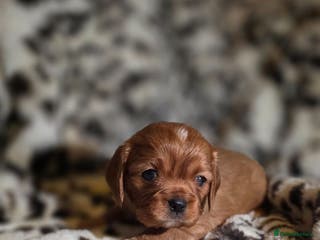 Cavalier King Charles Spaniel dogs 💫CKC STUNNING PUPPIES HEALTH TESTED 💫 - Advert 2