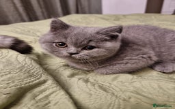 British Shorthair cats for sale: 3 Left Blue BSH Kittens Healthy GCCF Pedigree  - Image 10