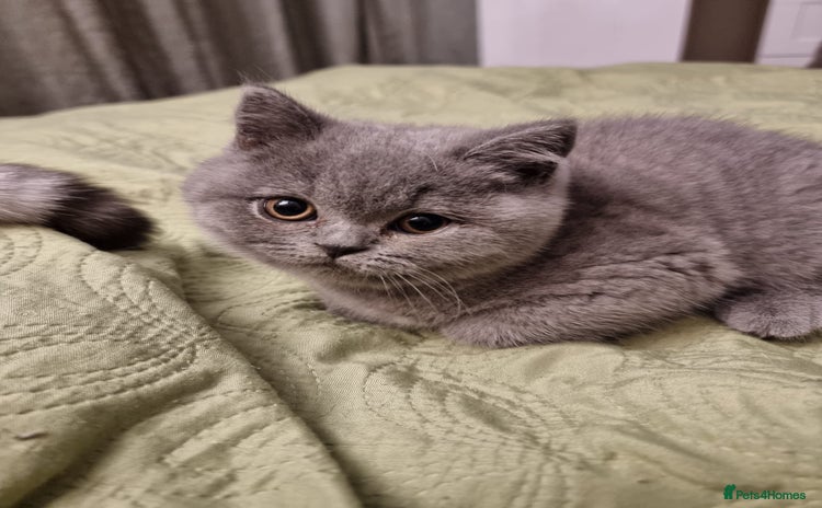 British Shorthair cats - Advert 7