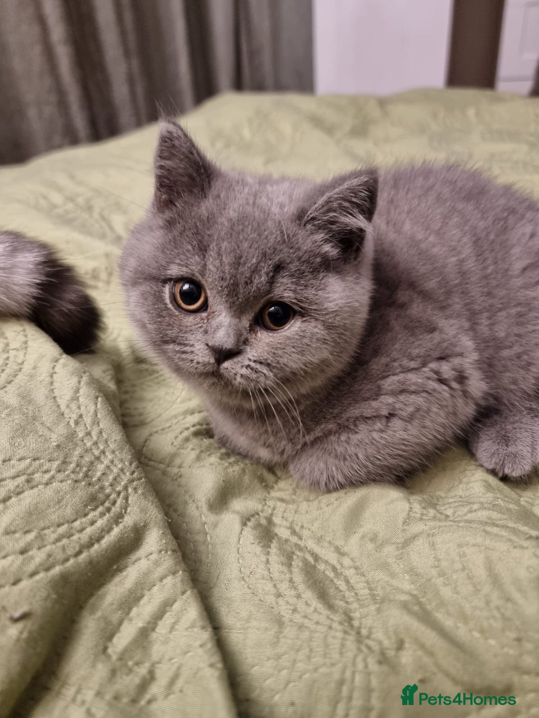 British Shorthair cats for sale: 3 Left Blue BSH Kittens Healthy GCCF Pedigree  - Image 10