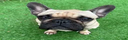 French Bulldog dogs for sale: Female French Bulldog  - Advert 8