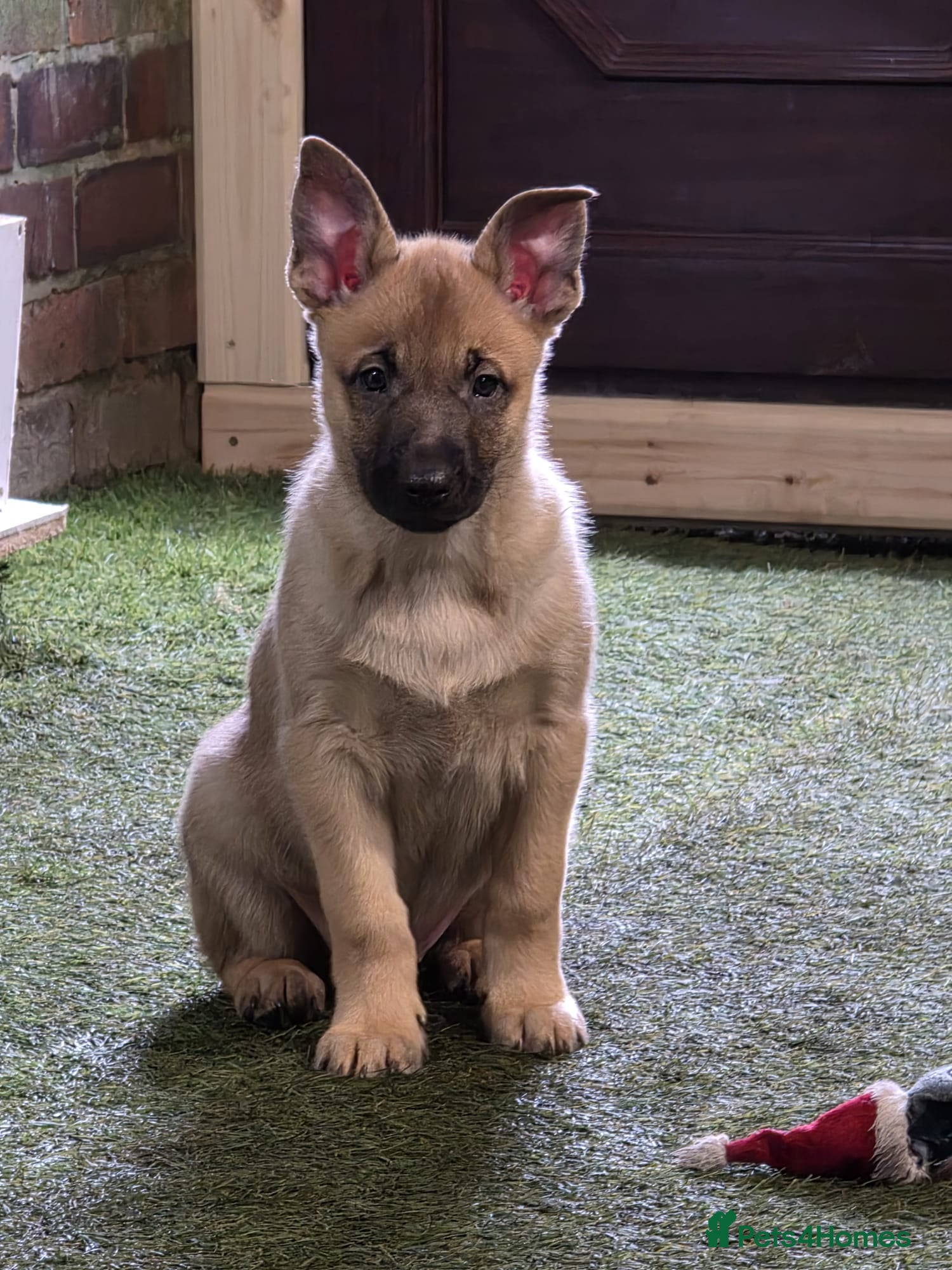 Belgian Shepherd Dog dogs READY NOW Belgian Malinois Pups 4 Left - Advert 2