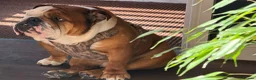 English Bulldog dogs for stud: KC Reg - Gold Health Tested - Deep Red and White - Advert 1