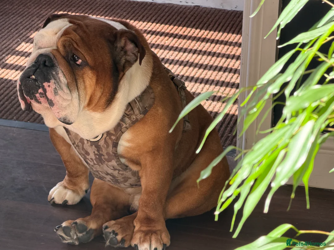 English Bulldog dogs for stud: KC Reg - Gold Health Tested - Deep Red and White - Advert 1