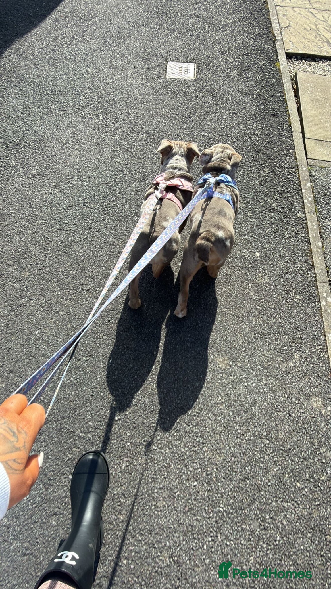 English Bulldog dogs ✨ KC Registered English Bulldog Girl – Remi Roo ✨ - Advert 15