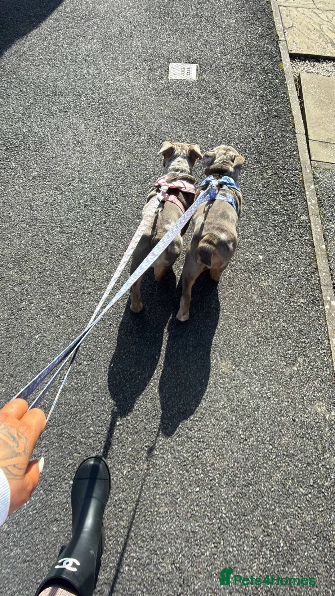 English Bulldog dogs for sale: ✨ KC Registered English Bulldog Girl – Remi Roo ✨ - Advert 2