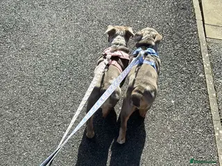 English Bulldog dogs ✨ KC Registered English Bulldog Girl – Remi Roo ✨ - Advert 3