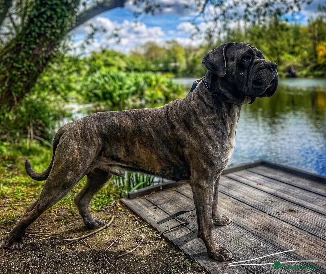 Cane Corso dogs for sale: Gorgeous Cane Corso  - Advert 11