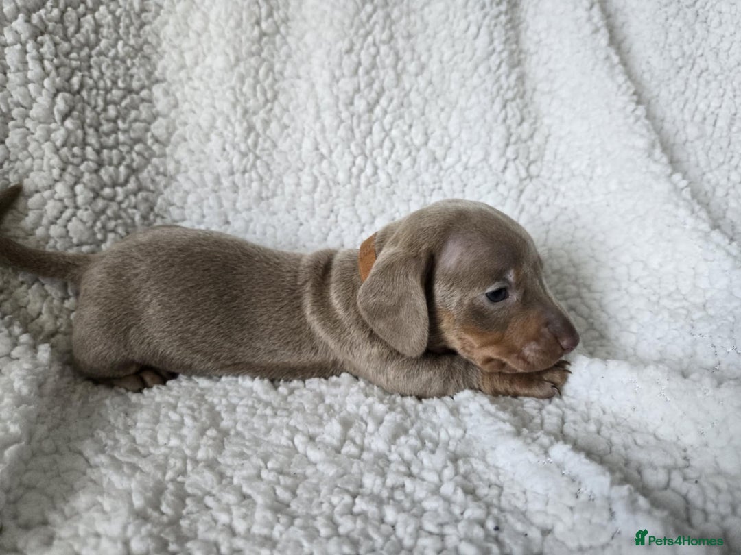 Miniature Dachshund dogs for sale: Miniature dachshund puppies kc reg  - Image 6