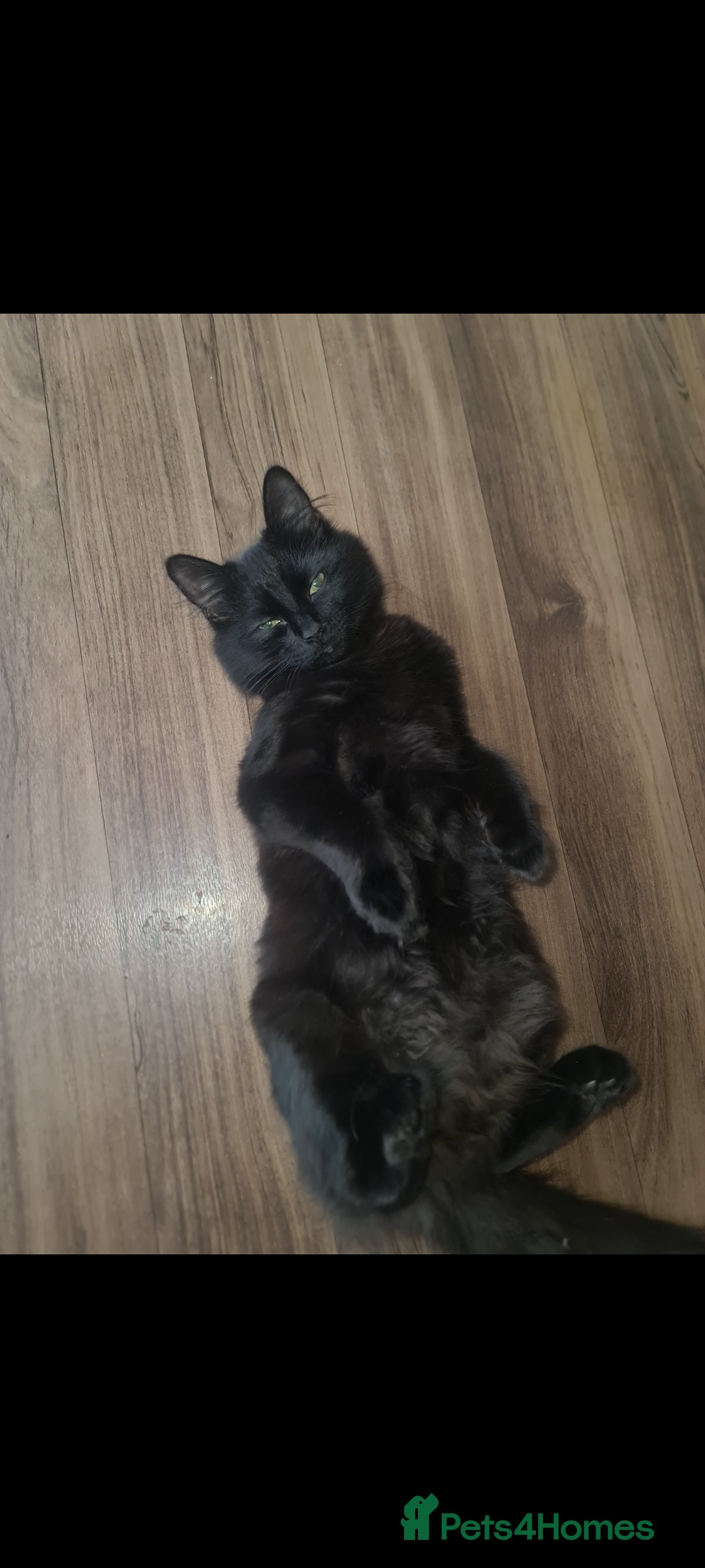 Mixed Breed cats for sale: Beautiful playing kittens  - Image 6