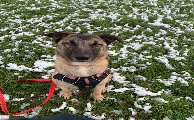 Mixed Breed dogs Meet Vera, currently residing in Cheshire  in Nantwich - Advert 6