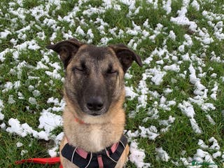 Mixed Breed dogs Meet Vera, currently residing in Cheshire in Nantwich - Advert 6