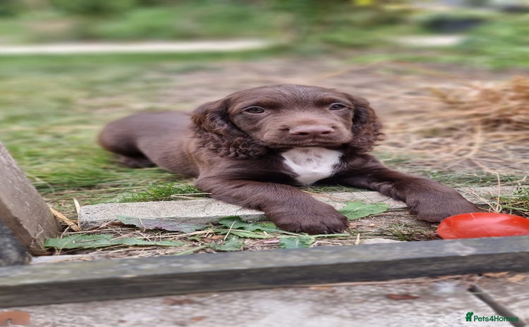Cocker Spaniel dogs - Advert 1