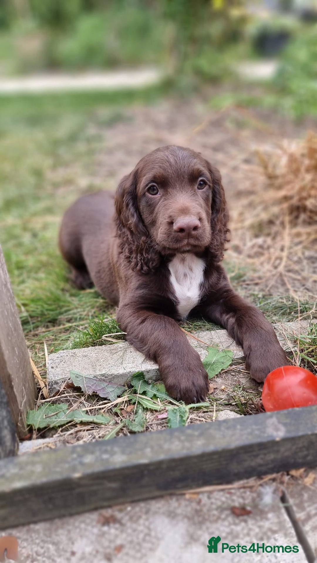 Cocker Spaniel dogs for sale: Cocker spaniel KC registered healthy puppies - Image 1