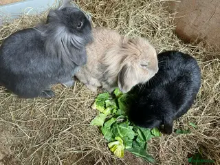 Mini Lion Lop rabbits Female rabbit bonded trio/pair/single - Advert 6