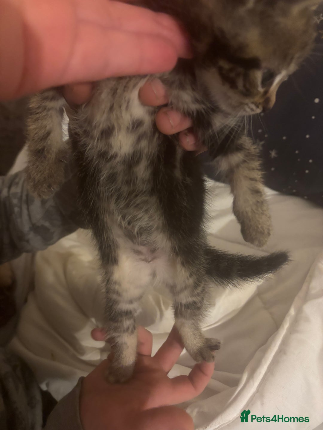 Bengal cats for sale: Bengal kittens  - Advert 3