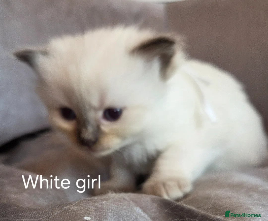 Ragdoll cats for sale: 9 Beautiful Ragdoll kittens  - Advert 2