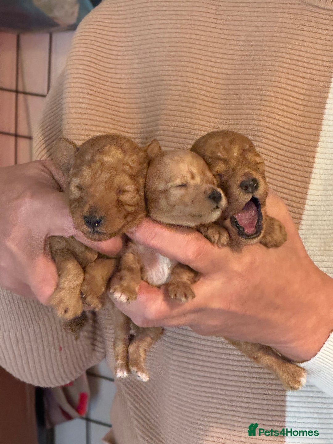 Toy Poodle dogs for sale: Toy Poodles - Advert 6