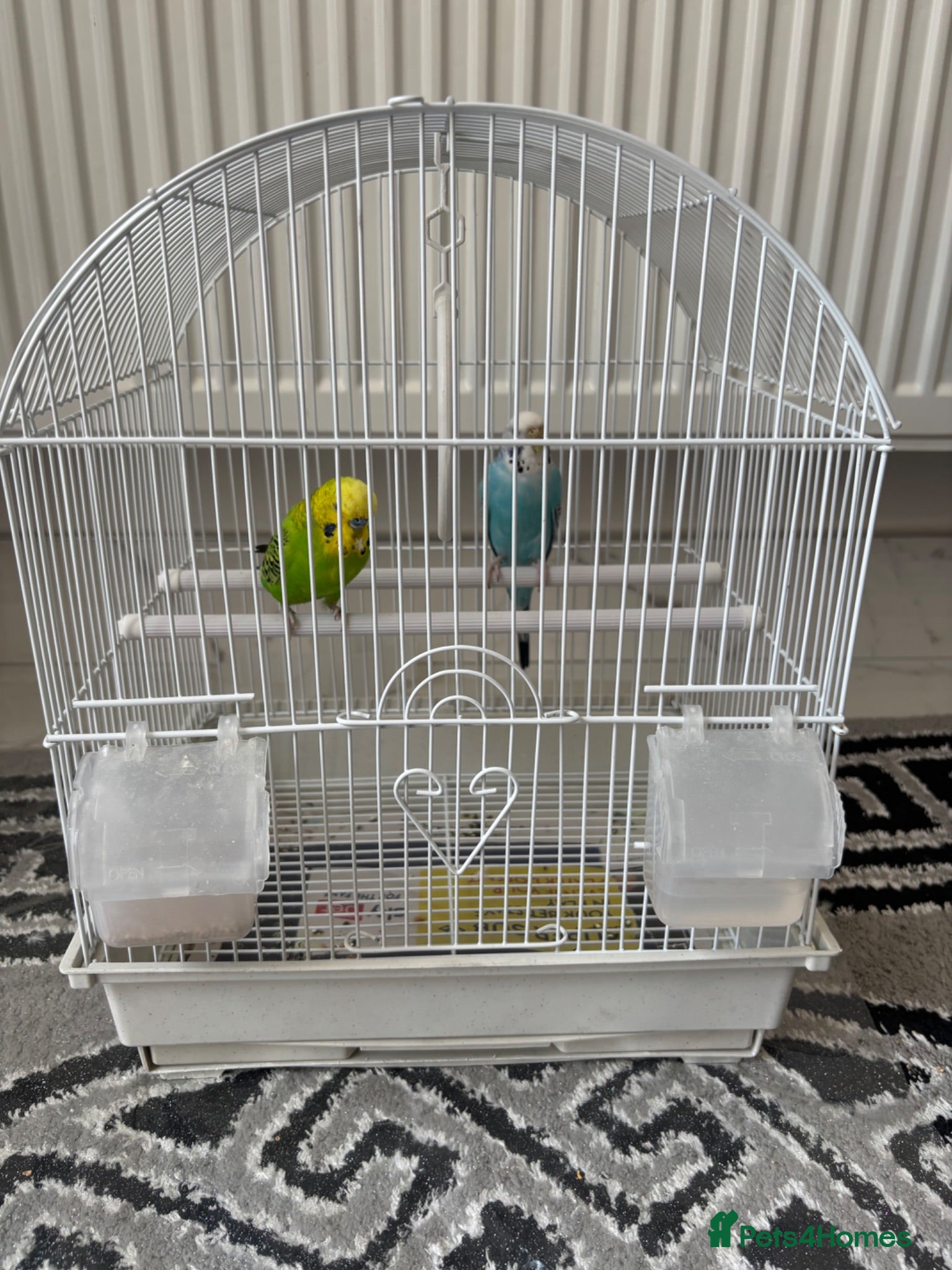 Budgerigars birds Pair of Budgies with Cage  - Advert 7