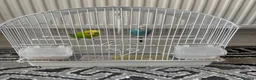 Budgerigars birds for sale: Pair of Budgies with Cage  in Birmingham - Advert 1