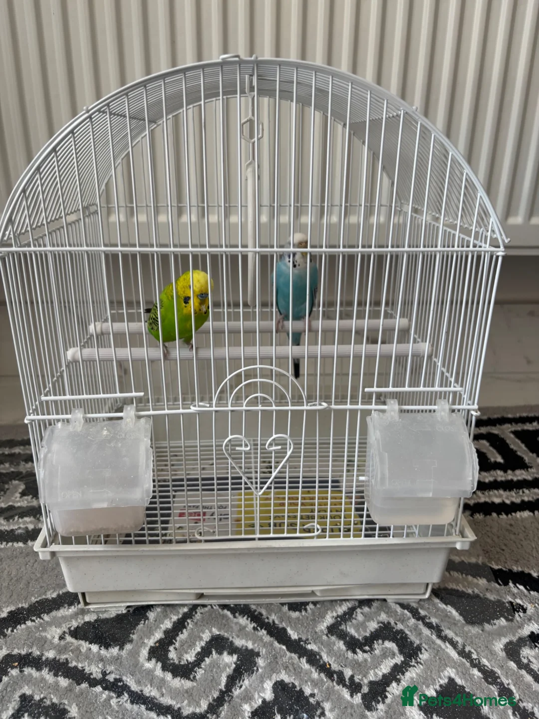 Budgerigars birds for sale: Pair of Budgies with Cage  in Birmingham - Advert 1