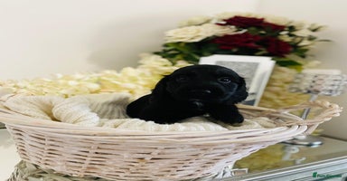 Cocker Spaniel dogs - Advert 1