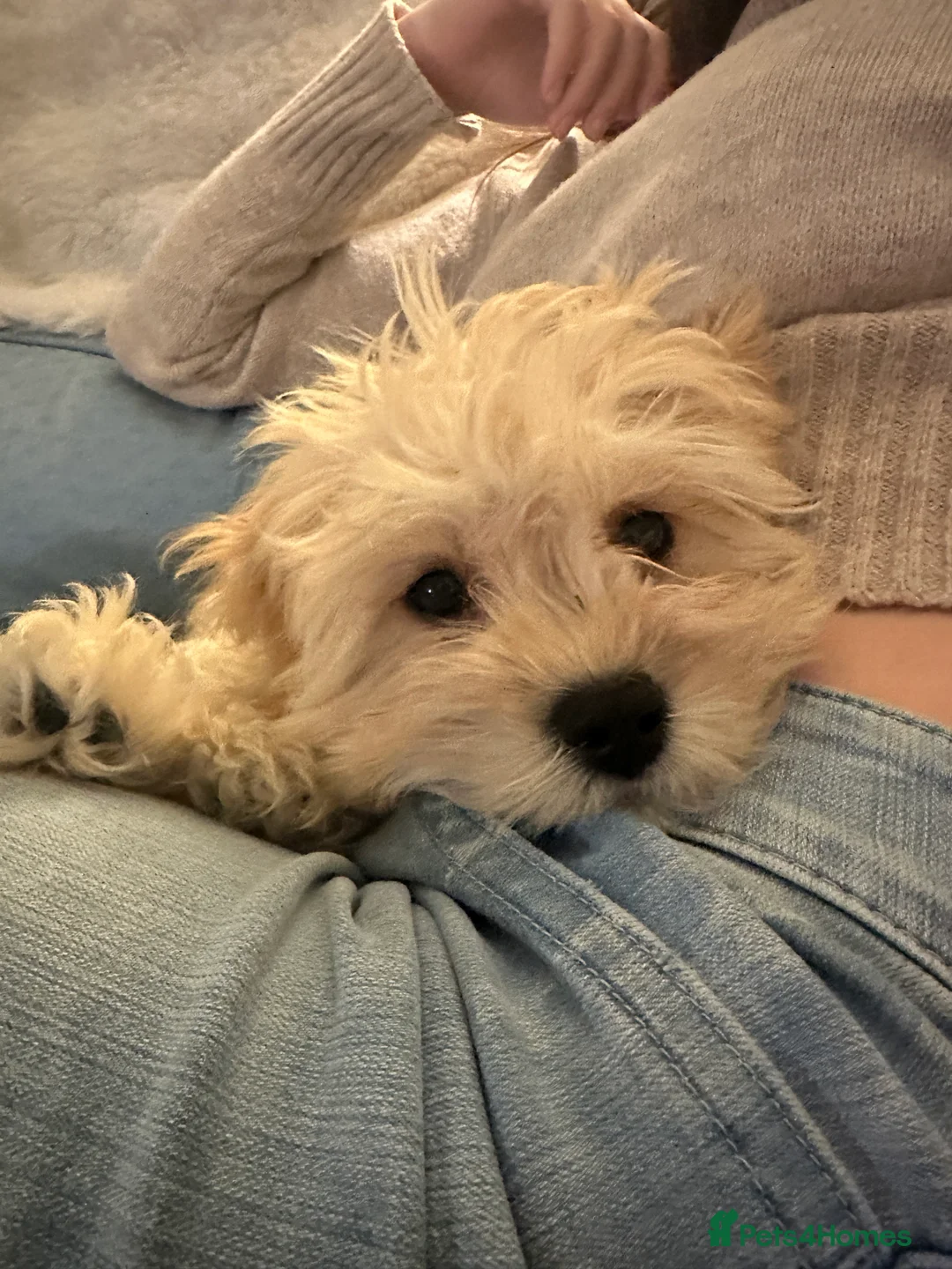 Cavachon dogs for sale: Beautiful 6 month old Cavachon seeks forever home  - Advert 6