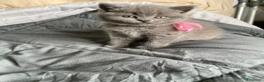 British Shorthair Kitten 4