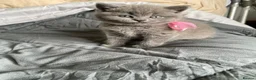 British Shorthair cats for sale: Pure British shorthair kittens Genetically tested - Advert 14