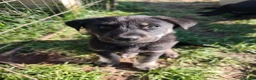 German Shepherd dogs for sale: 6 Beautiful German Shepherd Puppies (3 LEFT) - Advert 22