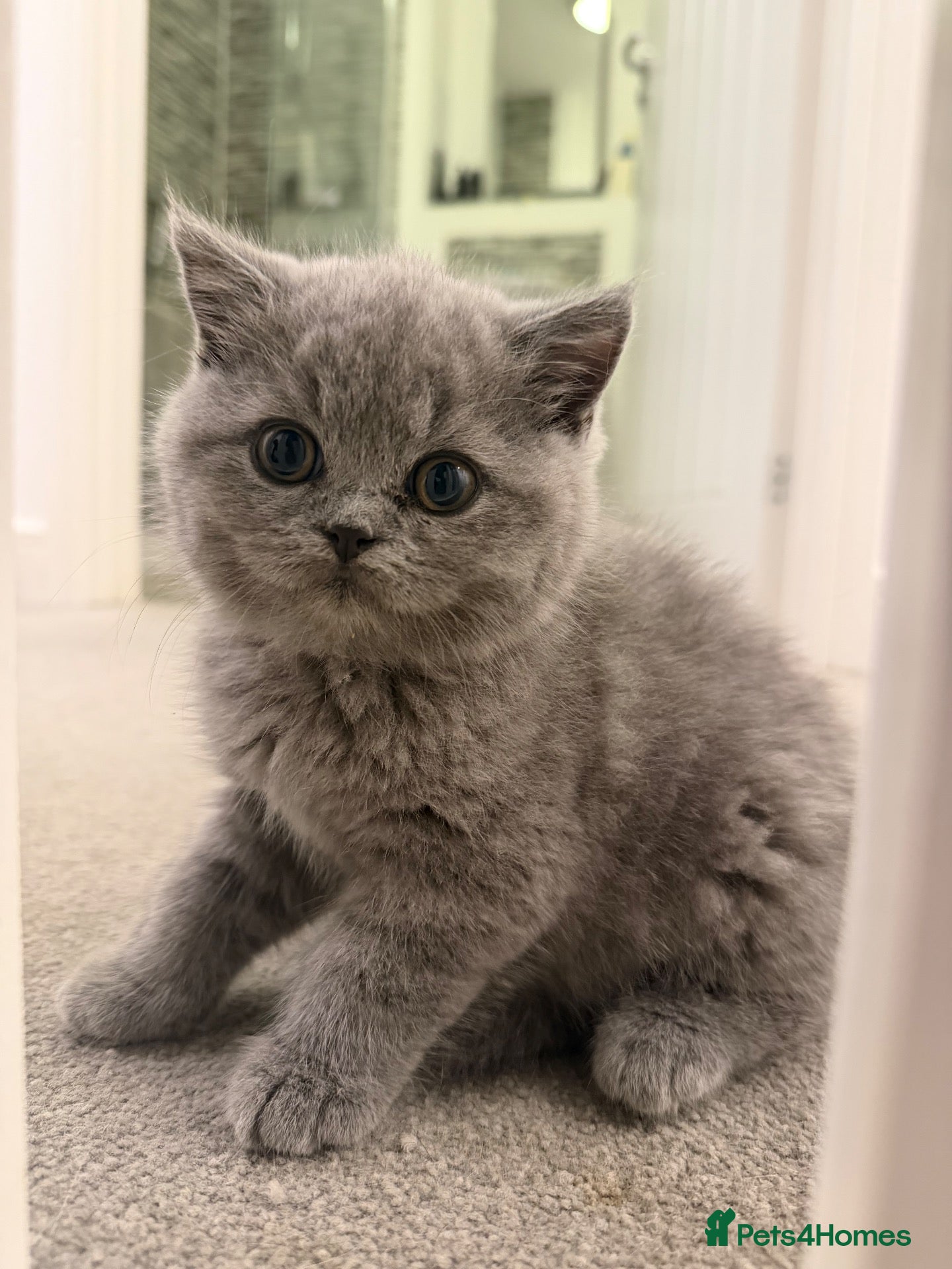 British Shorthair cats Gorgeous British Short Hair - Advert 1