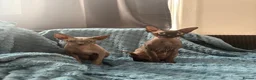 Sphynx cats for sale: Astra and Onyx 🐾 - Advert 5