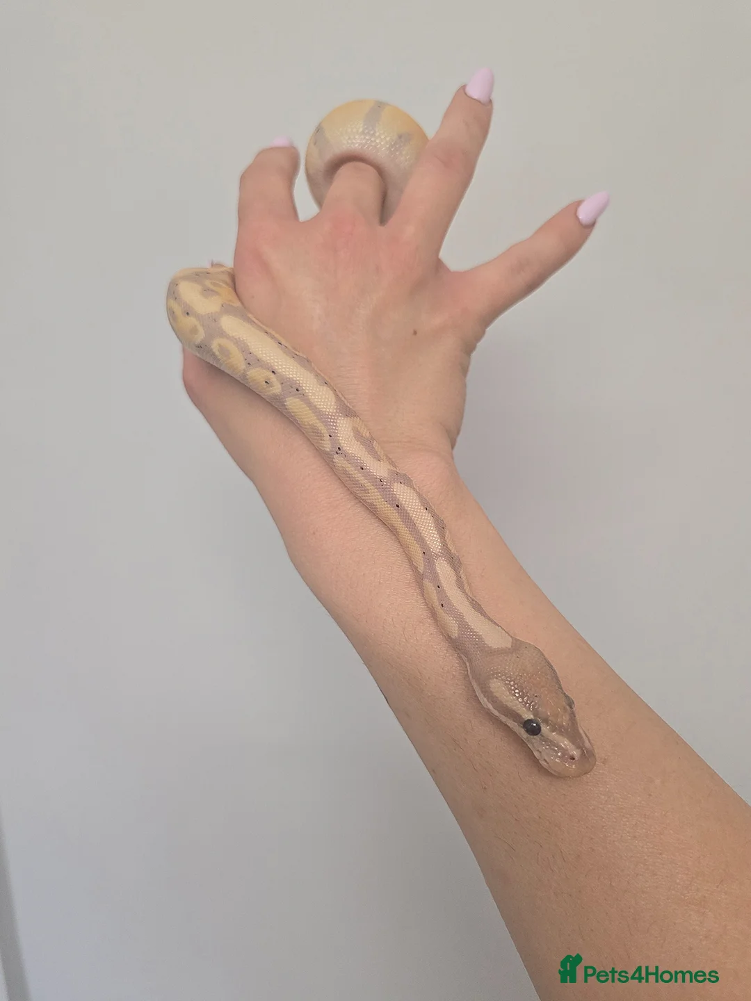 Python Snake reptiles for sale: Bananna pastel female royal python and setup  in Tonypandy - Advert 4