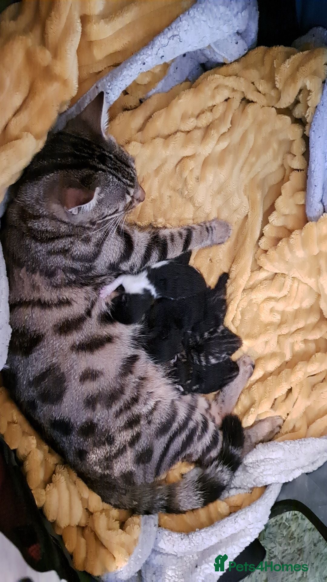 Bengal cats Bengal mix kittens  - Advert 1