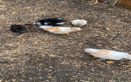 Chickens poultry for sale: Trio of bantams - Image 1