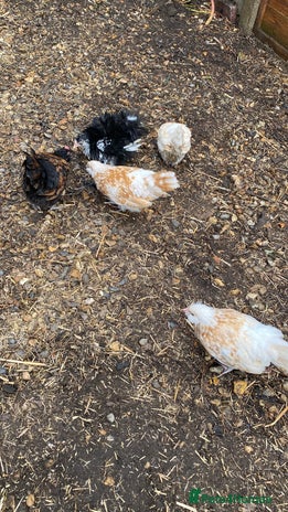 Chickens poultry - Advert 2