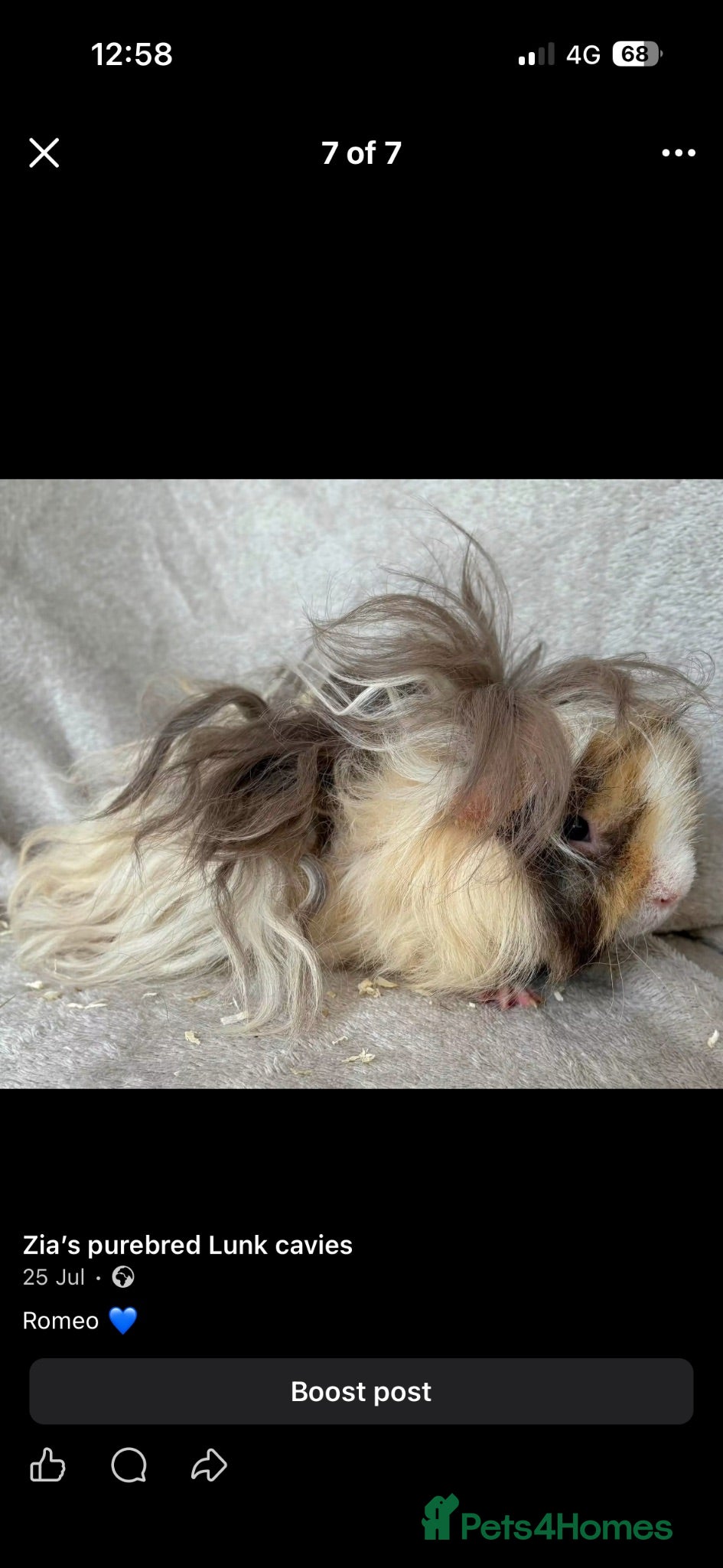 Guinea Pig rodents Young Lunkarya boar - Advert 2