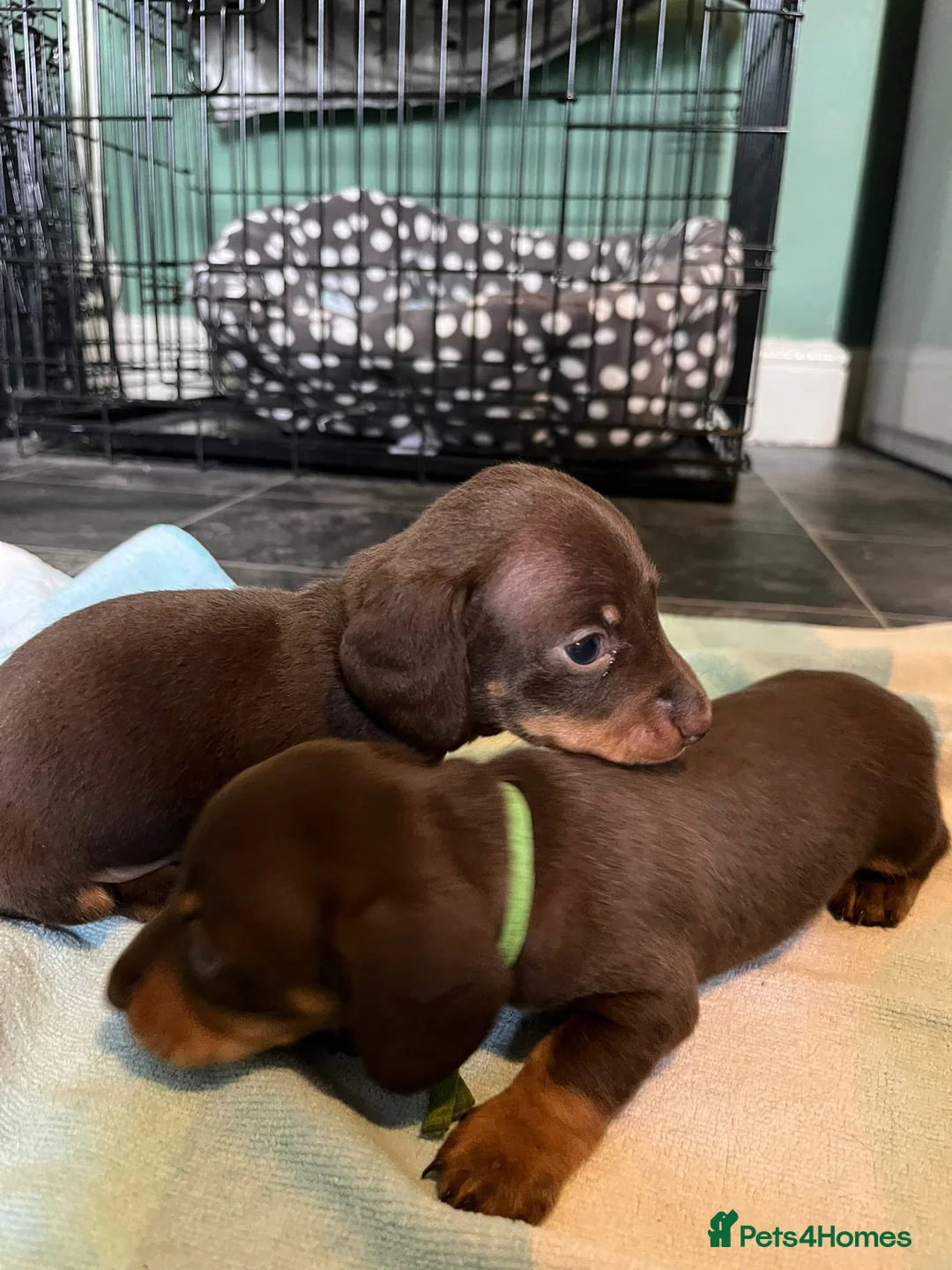 Miniature Dachshund dogs for sale: Beautiful KC reg miniature Dachshund 🐾🐾 in Basingstoke - Advert 11