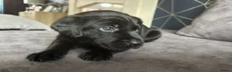Labrador Retriever dogs for sale: Stunning litter of KC black labradors - Advert 12